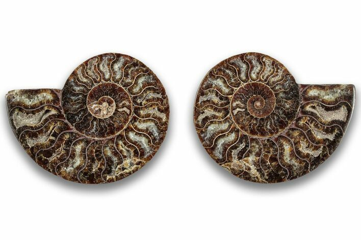 Cut & Polished, Agatized Ammonite Fossil - Madagascar #323356